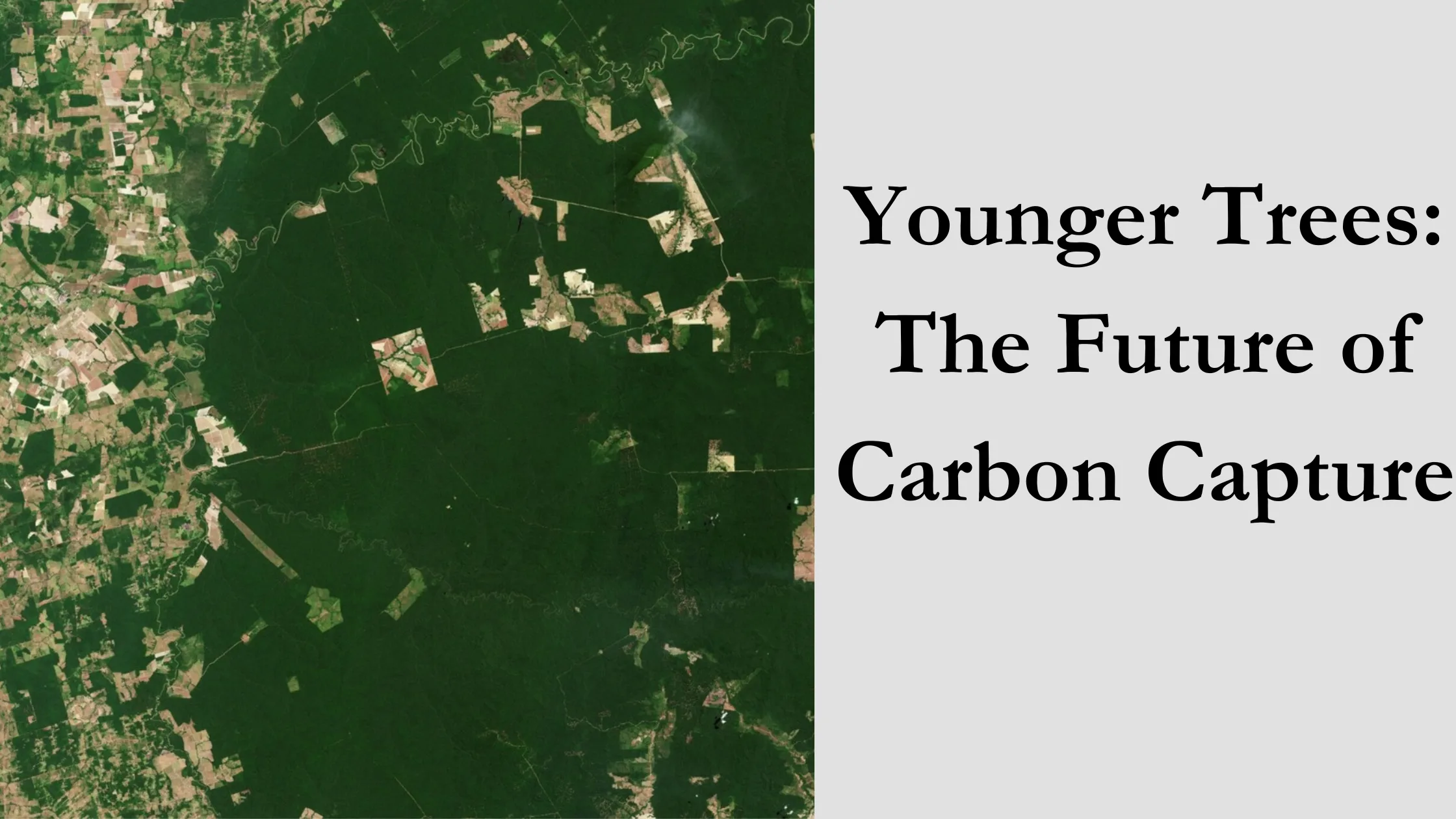 Younger Trees
