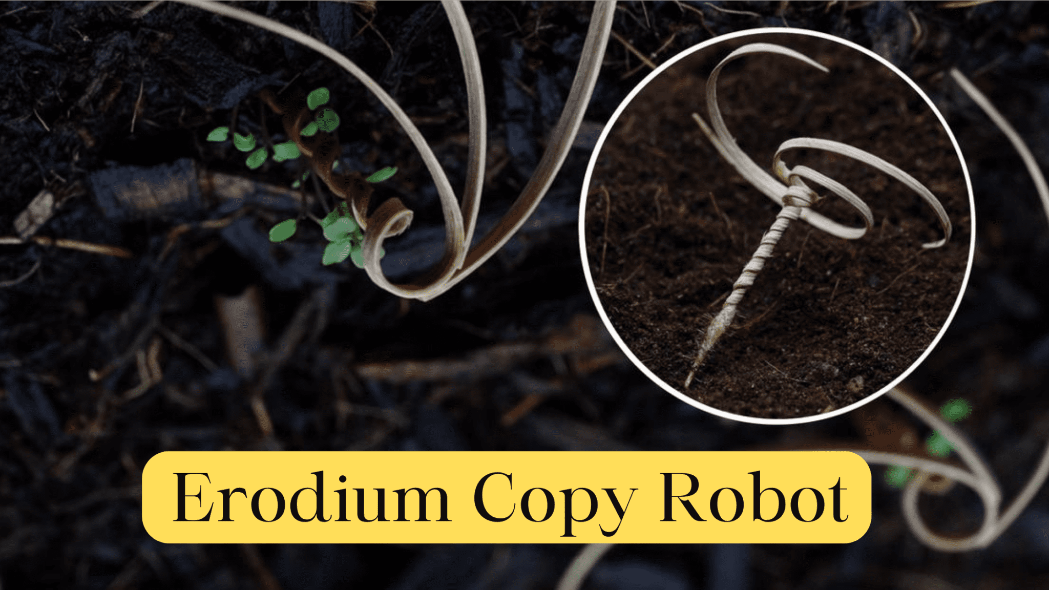 Erodium Copy Robot