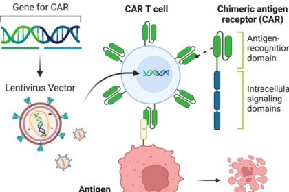 CAR-T cells