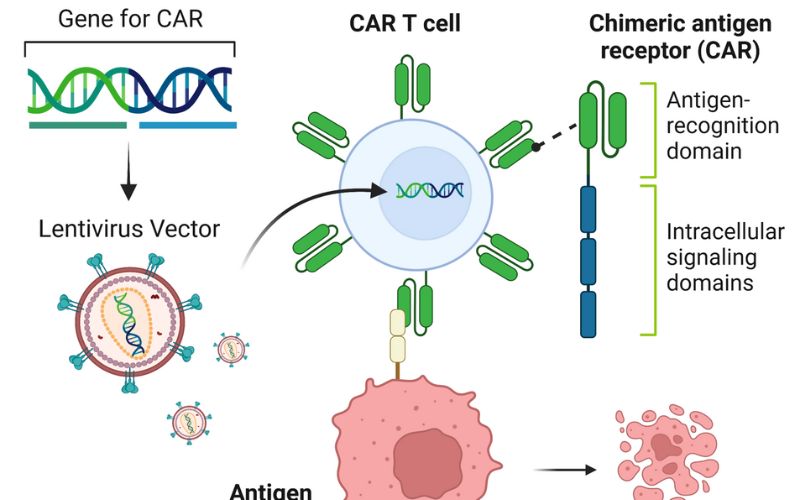 CAR-T cells